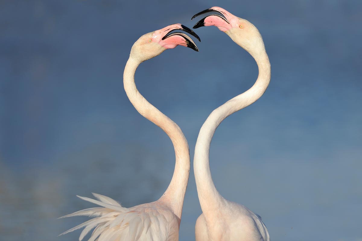 Greater Flamingo   Phoenicopterus Roseus DSC0505 2 Pixcube