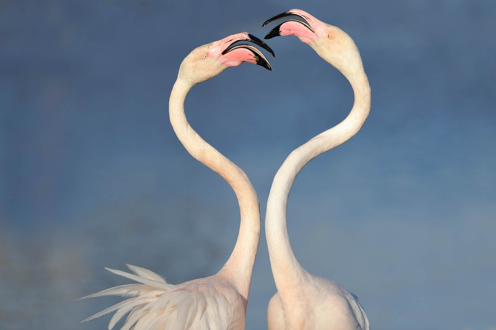 Greater Flamingo   Phoenicopterus Roseus DSC0505 4 Pixcube