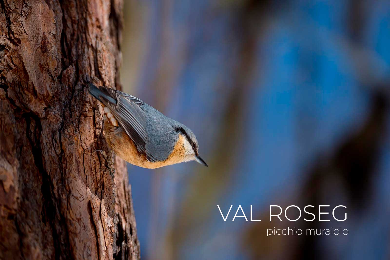 1 SENTIERO NATURA - AVIFAUNA - VAL ROSEG